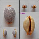 AFB11 - Staphylaea staphylaea staphylaea 13.46mm