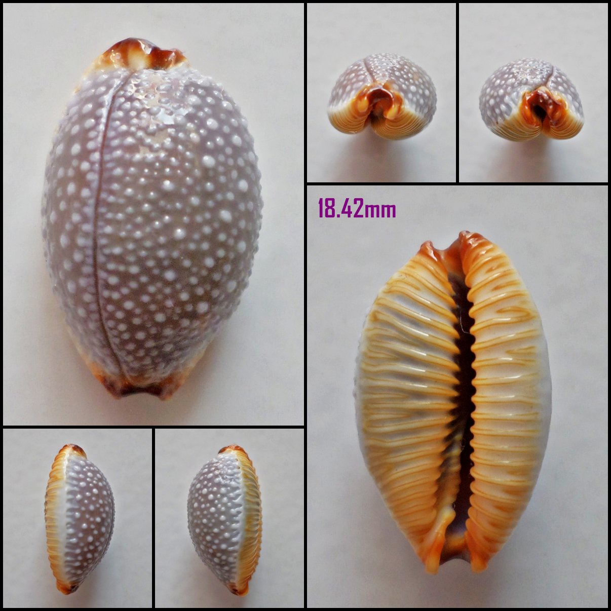 AFB14 - Staphylaea staphylaea staphylaea 18.42mm