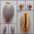 AFB14 - Staphylaea staphylaea staphylaea 18.42mm