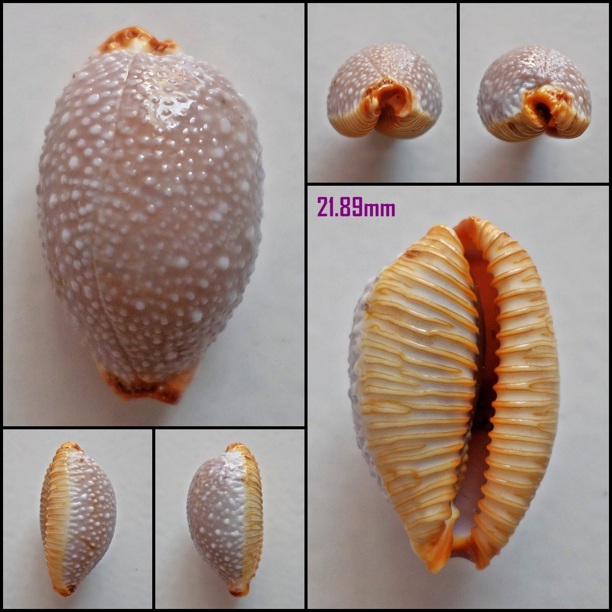 AFB15 - Staphylaea staphylaea staphylaea 21.89mm