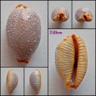 AFB15 - Staphylaea staphylaea staphylaea 21.89mm