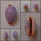 AHB11 - Staphylaea staphylaea staphylaea 11.57mm