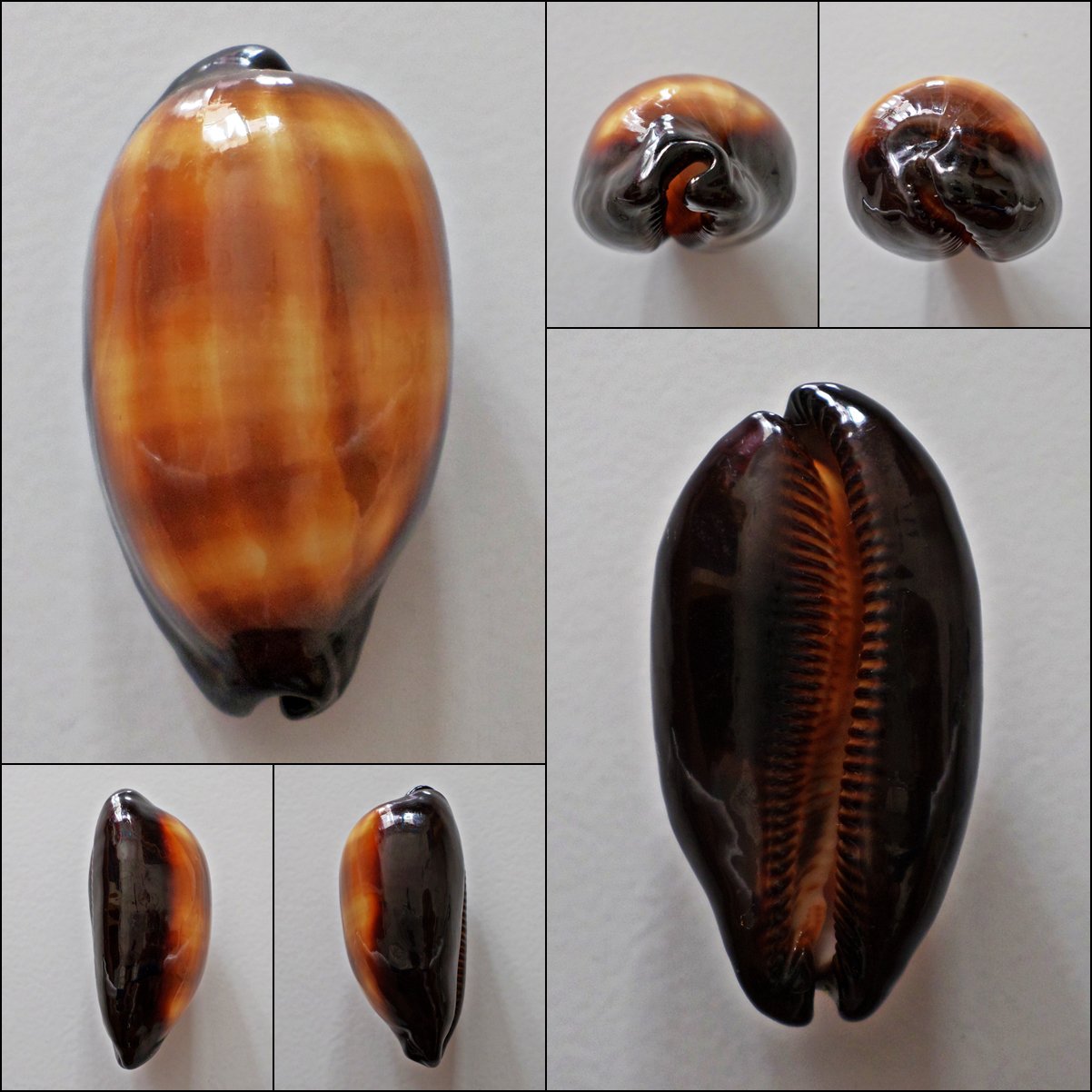 AEB20 - Talparia talpa 57.19mm