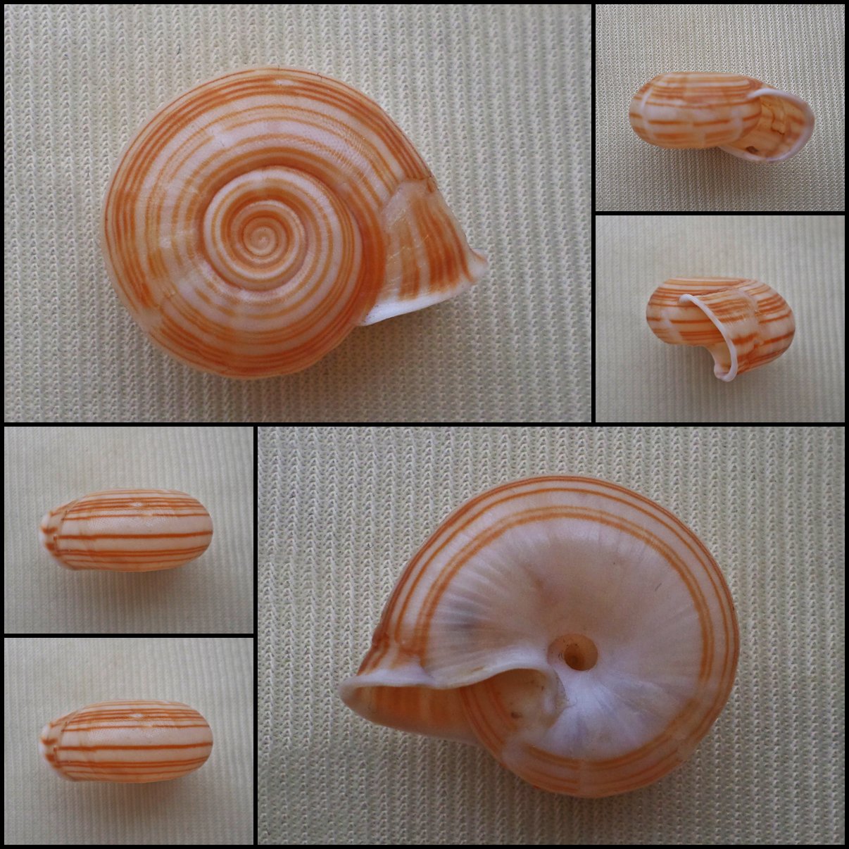 ABB31 - Chloritis circumdata 24.48mm