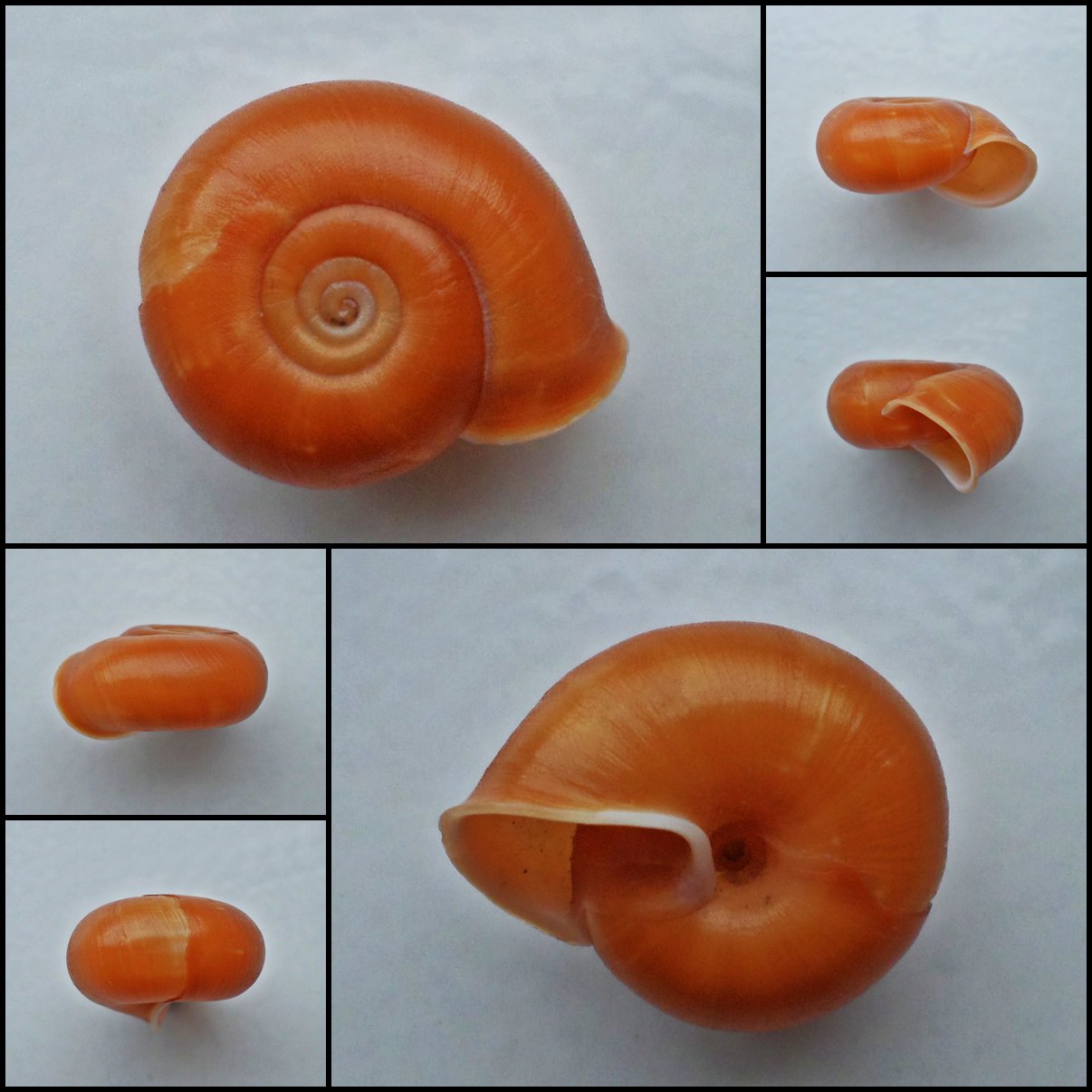 ABB33 - Chloritis Species 20.42mm