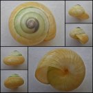 ABB01 - Asperitas bimaensis cochlostyloides 34.73mm