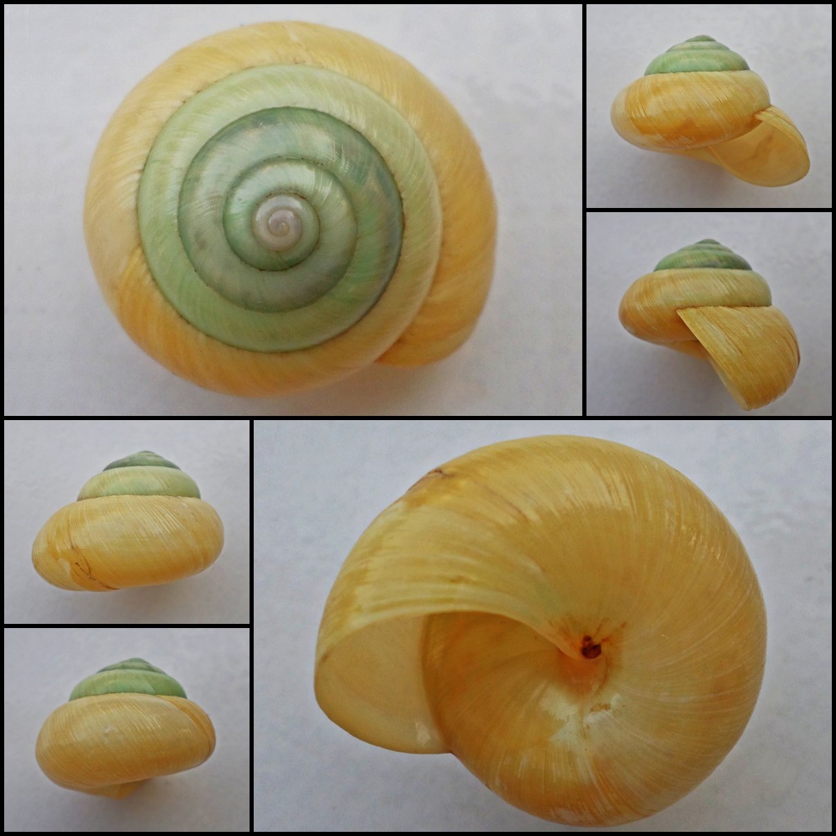 ABB02 - Asperitas bimaensis cochlostyloides 38.93mm