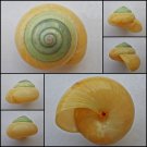 ABB02 - Asperitas bimaensis cochlostyloides 38.93mm