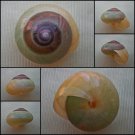 ABB28 - Asperitas bimaensis cochlostyloides 27.62mm