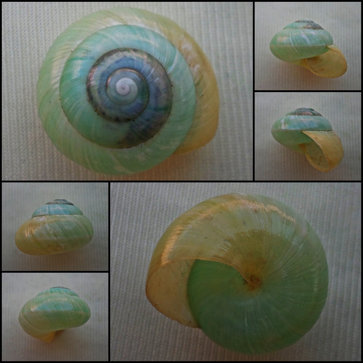 ABB29 - Asperitas bimaensis cochlostyloides 28.47mm