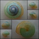 ABB29 - Asperitas bimaensis cochlostyloides 28.47mm
