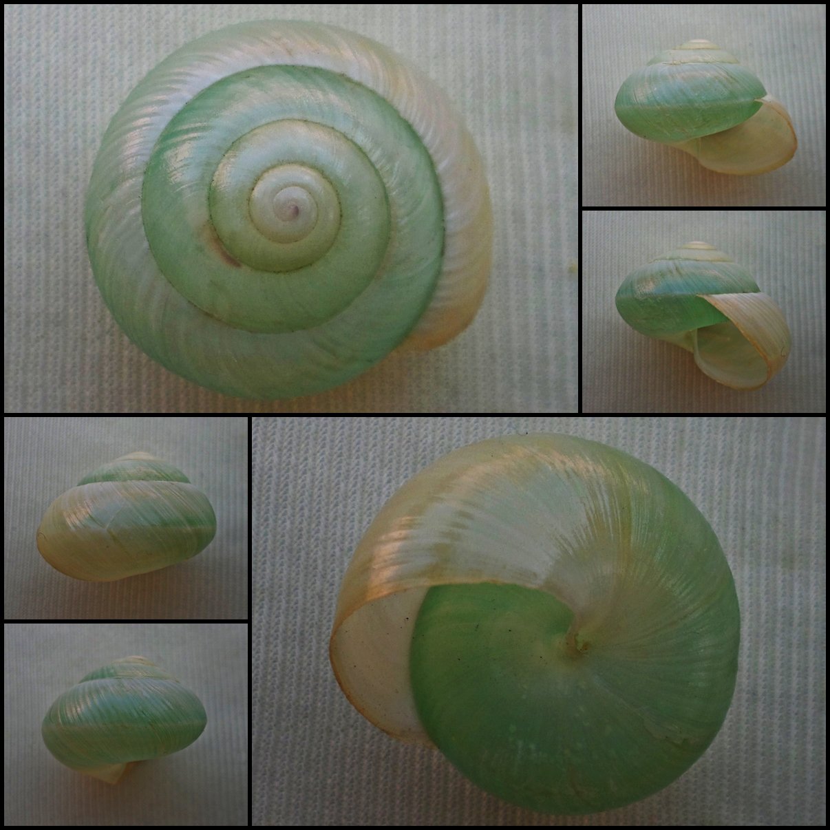 ABB30 - Asperitas bimaensis cochlostyloides 27.12mm