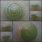 ABB30 - Asperitas bimaensis cochlostyloides 27.12mm