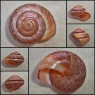 AEB01 - Asperitas inquinata inquinata 31.55mm