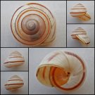 ABB06 - Asperitas trochus endeana 36.93mm