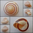 ABB07 - Asperitas trochus endeana 34.32mm