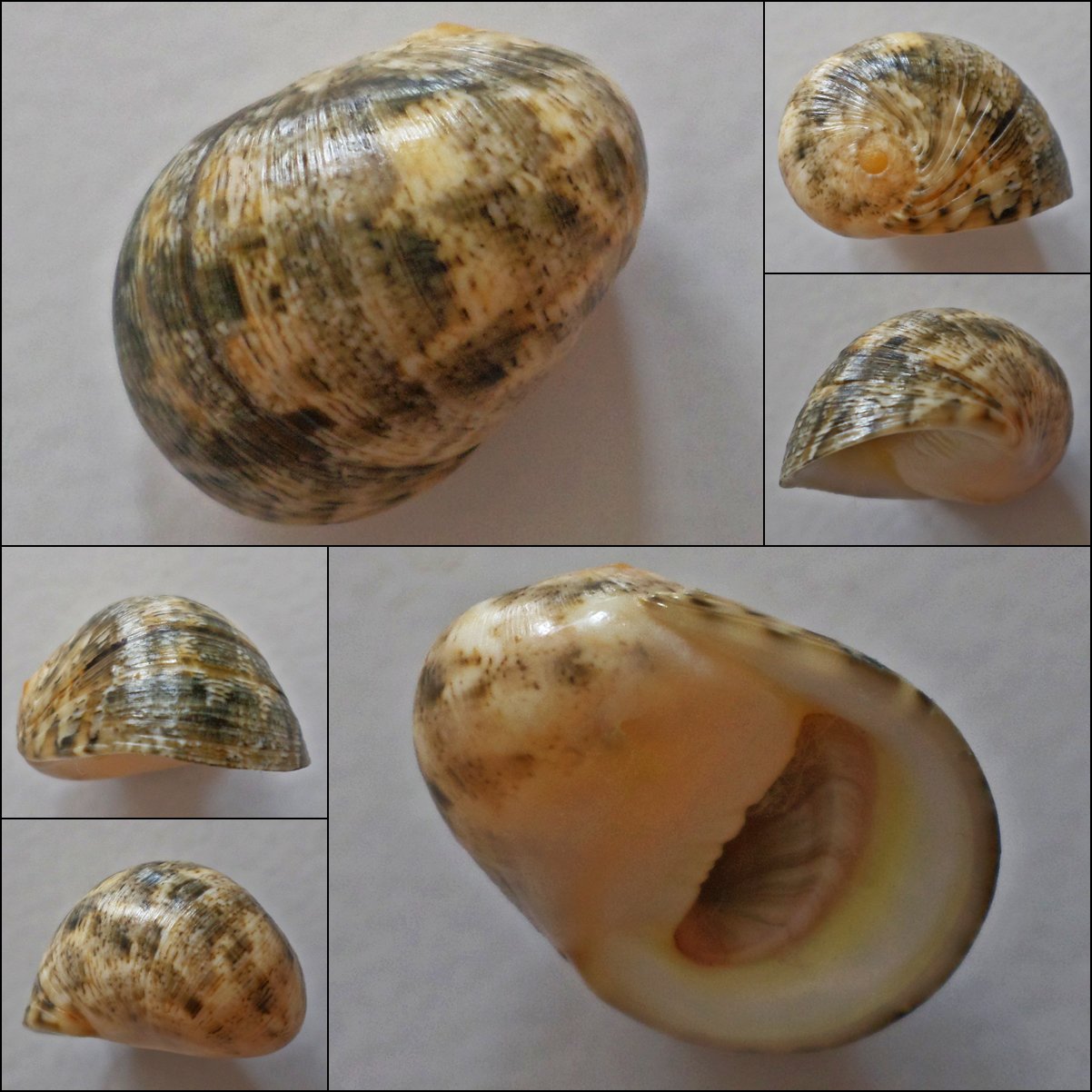 ACB17 - Nerita antiquata 24.16mm