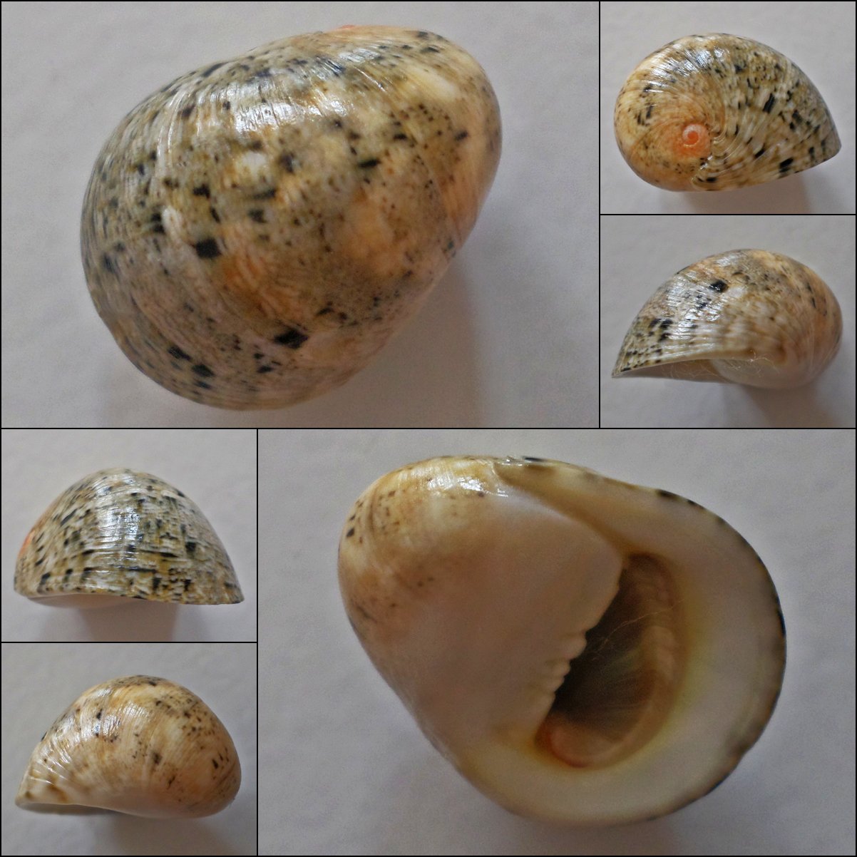 ACB18 - Nerita antiquata 24.06mm