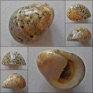 ACB18 - Nerita antiquata 24.06mm