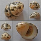 ACB19 - Nerita antiquata 19.51mm