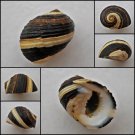 ABB18 - Nerita chamaeleon 17.75mm