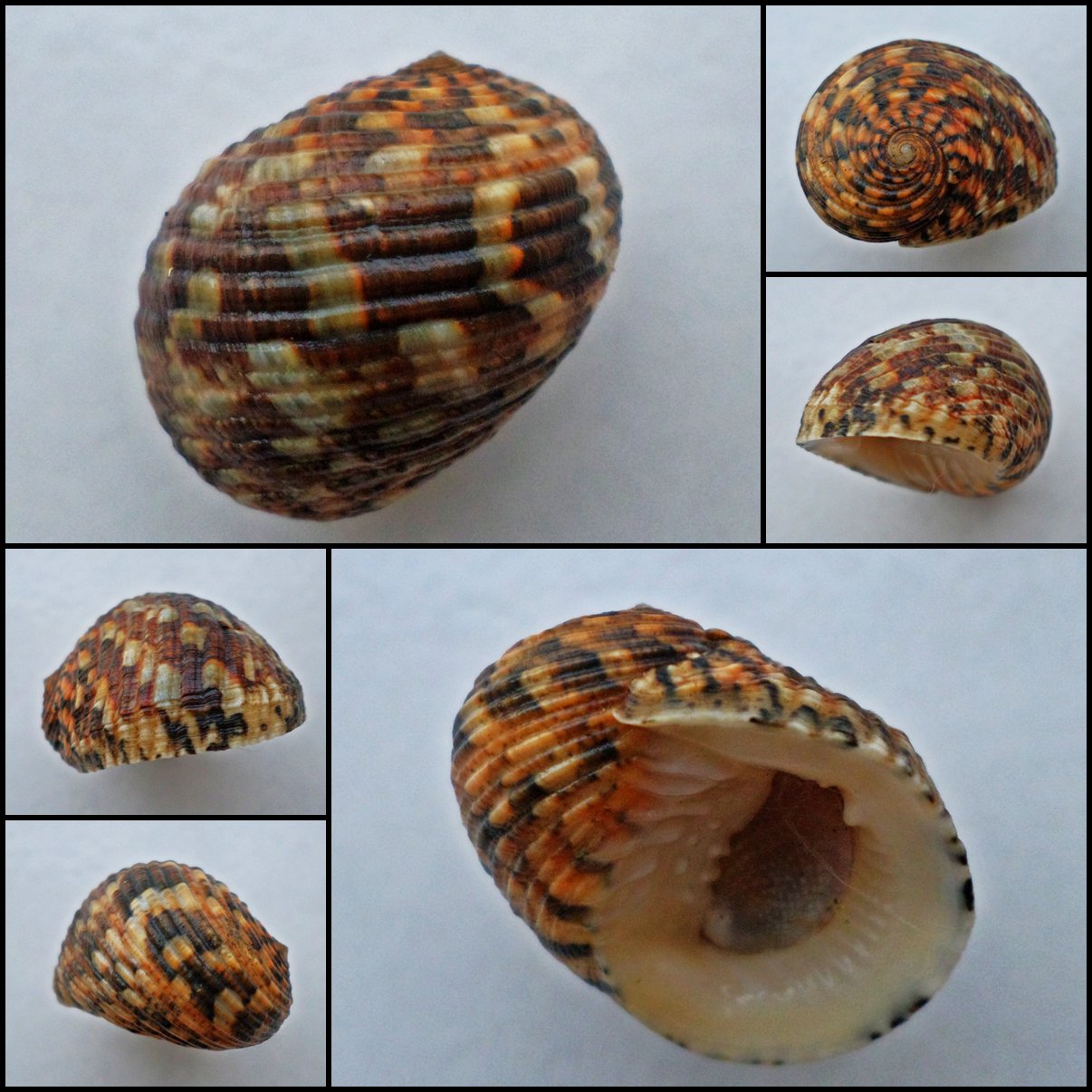 ABB21 - Nerita chamaeleon 23.35mm