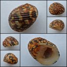 ABB21 - Nerita chamaeleon 23.35mm