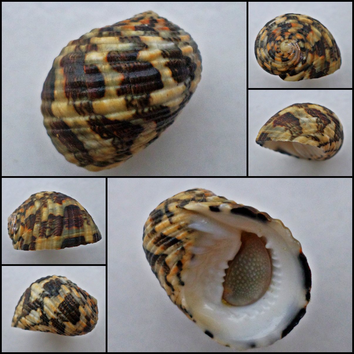 ABB22 - Nerita chamaeleon 21.79mm