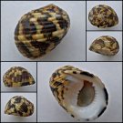 ABB22 - Nerita chamaeleon 21.79mm