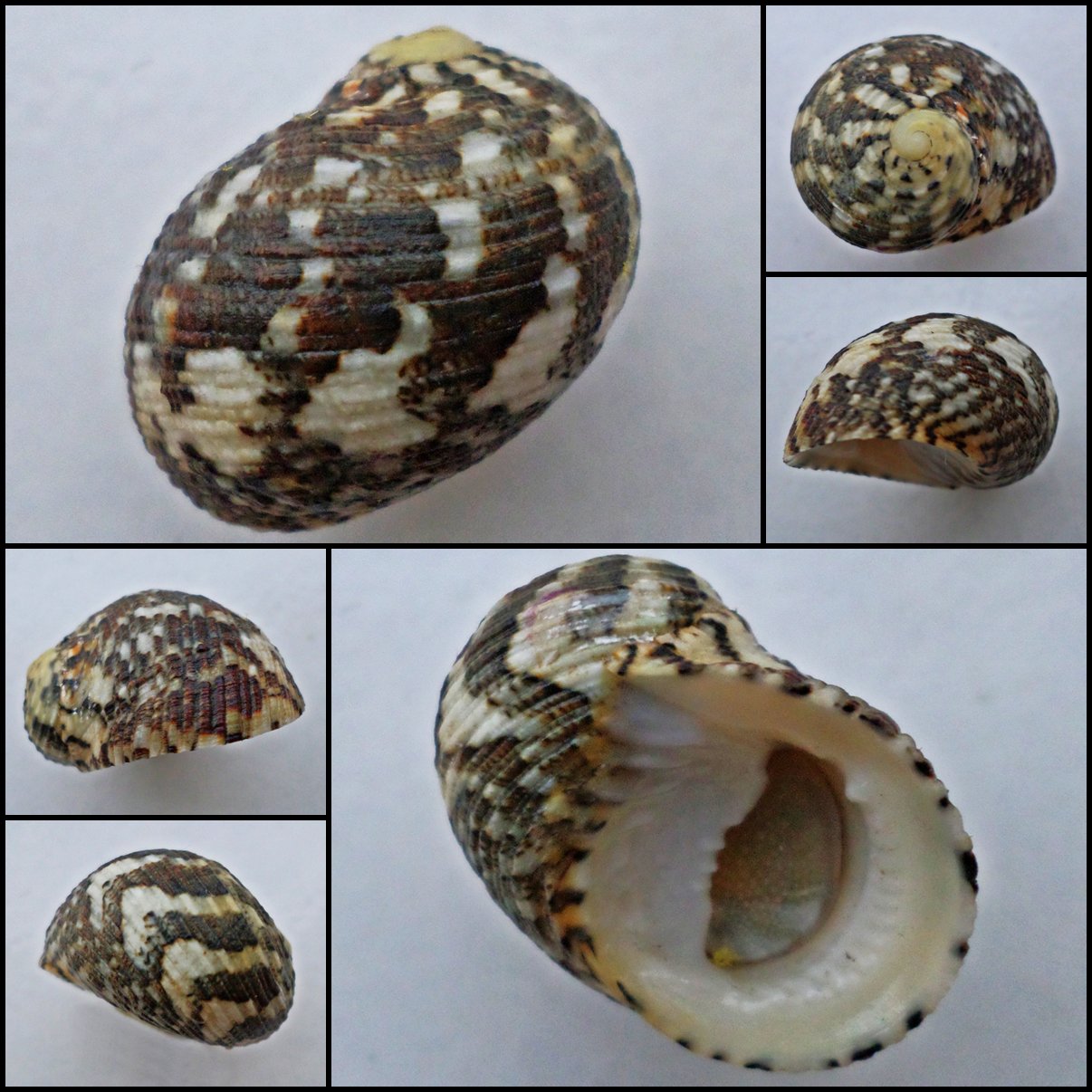 ABB23 - Nerita chamaeleon 25.76mm