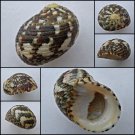 ABB23 - Nerita chamaeleon 25.76mm