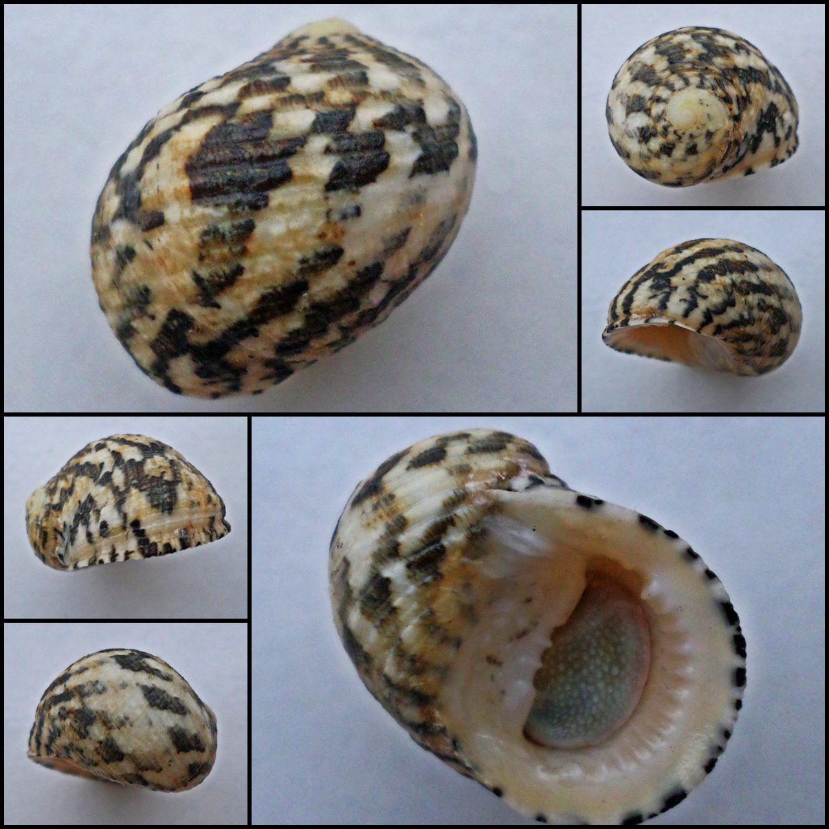 ABB24 - Nerita chamaeleon 25.06mm