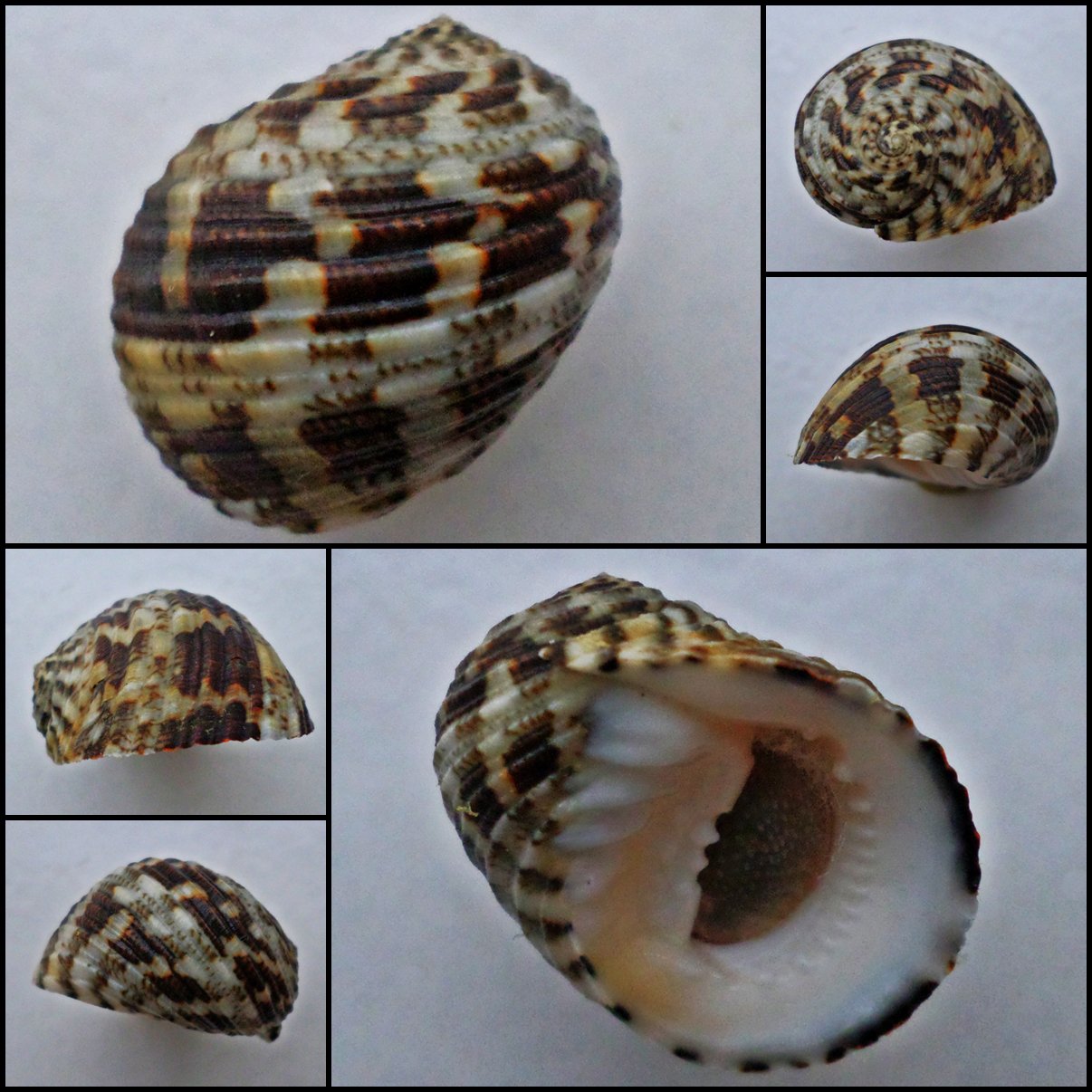ABB25 - Nerita chamaeleon 21.38mm