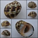 ABB25 - Nerita chamaeleon 21.38mm