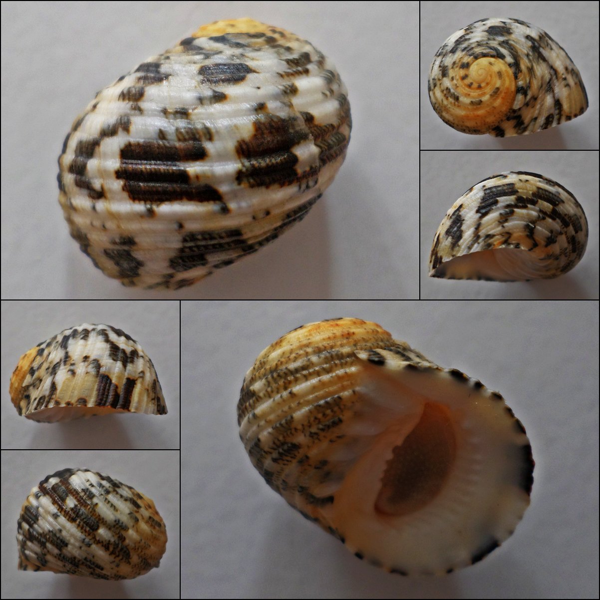 ACC21 - Nerita chamaeleon 24.65mm