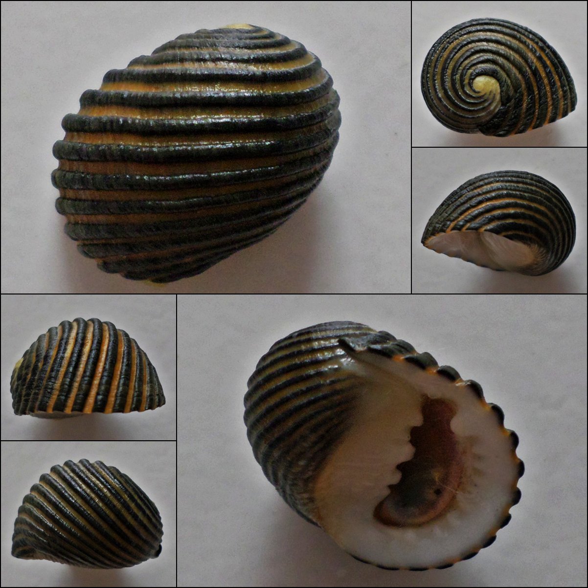 ACA22 - Nerita costata 23.53mm