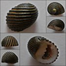 ACA22 - Nerita costata 23.53mm