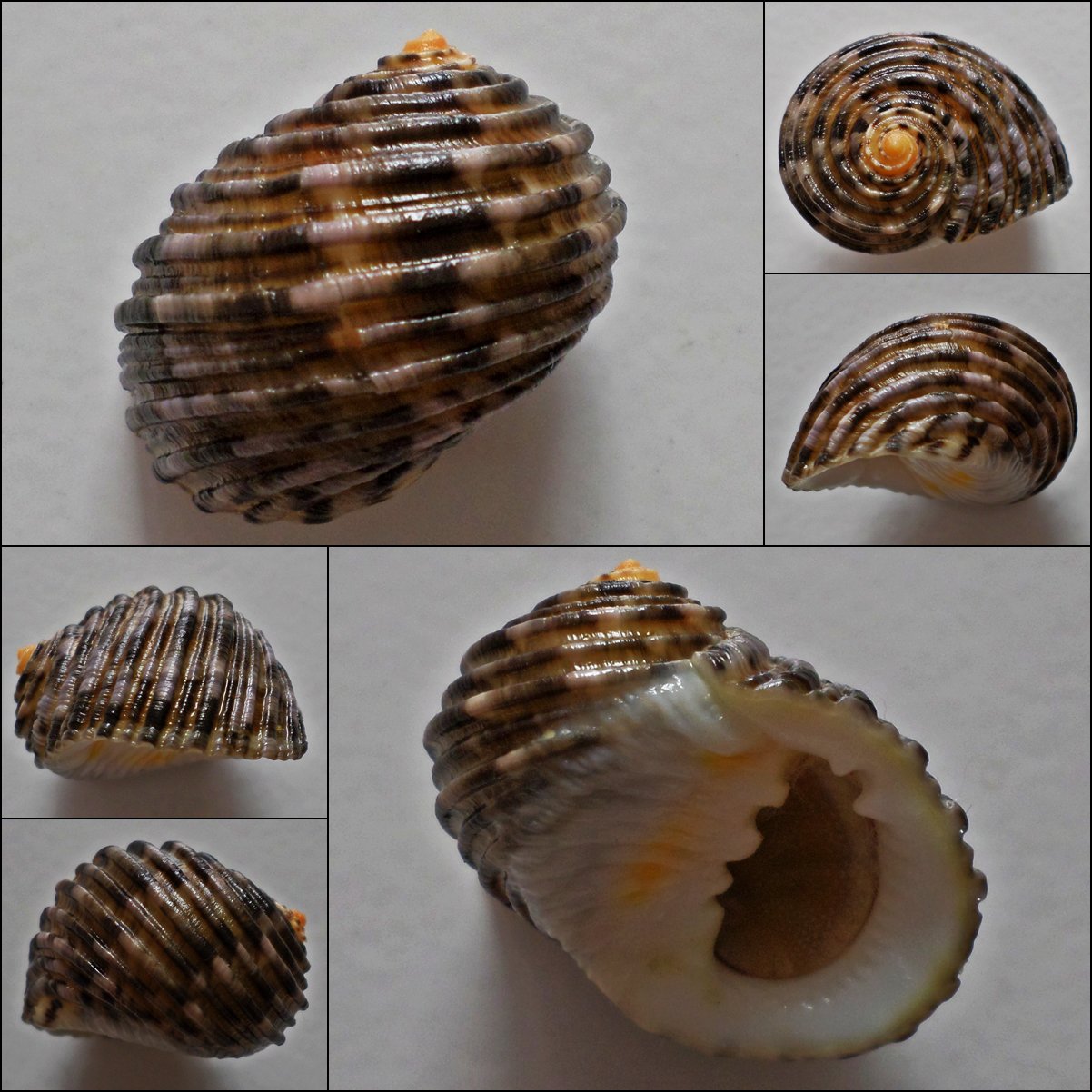 ACA16 - Nerita grossa 30.53mm