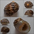 ACA16 - Nerita grossa 30.53mm