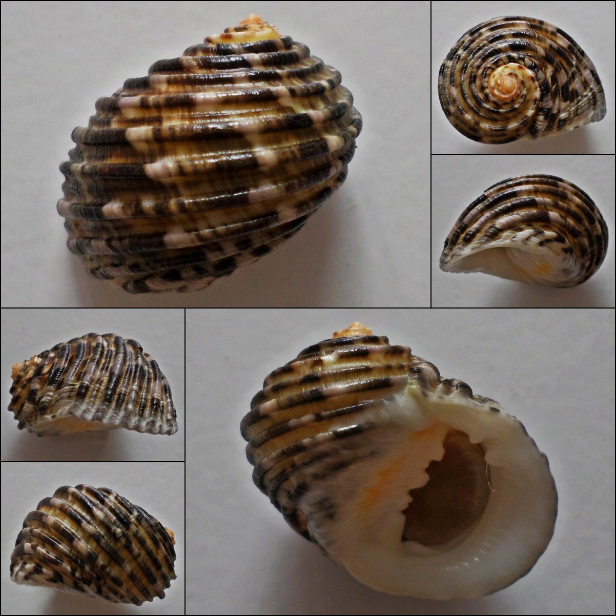 ACA17 - Nerita grossa 30.46mm