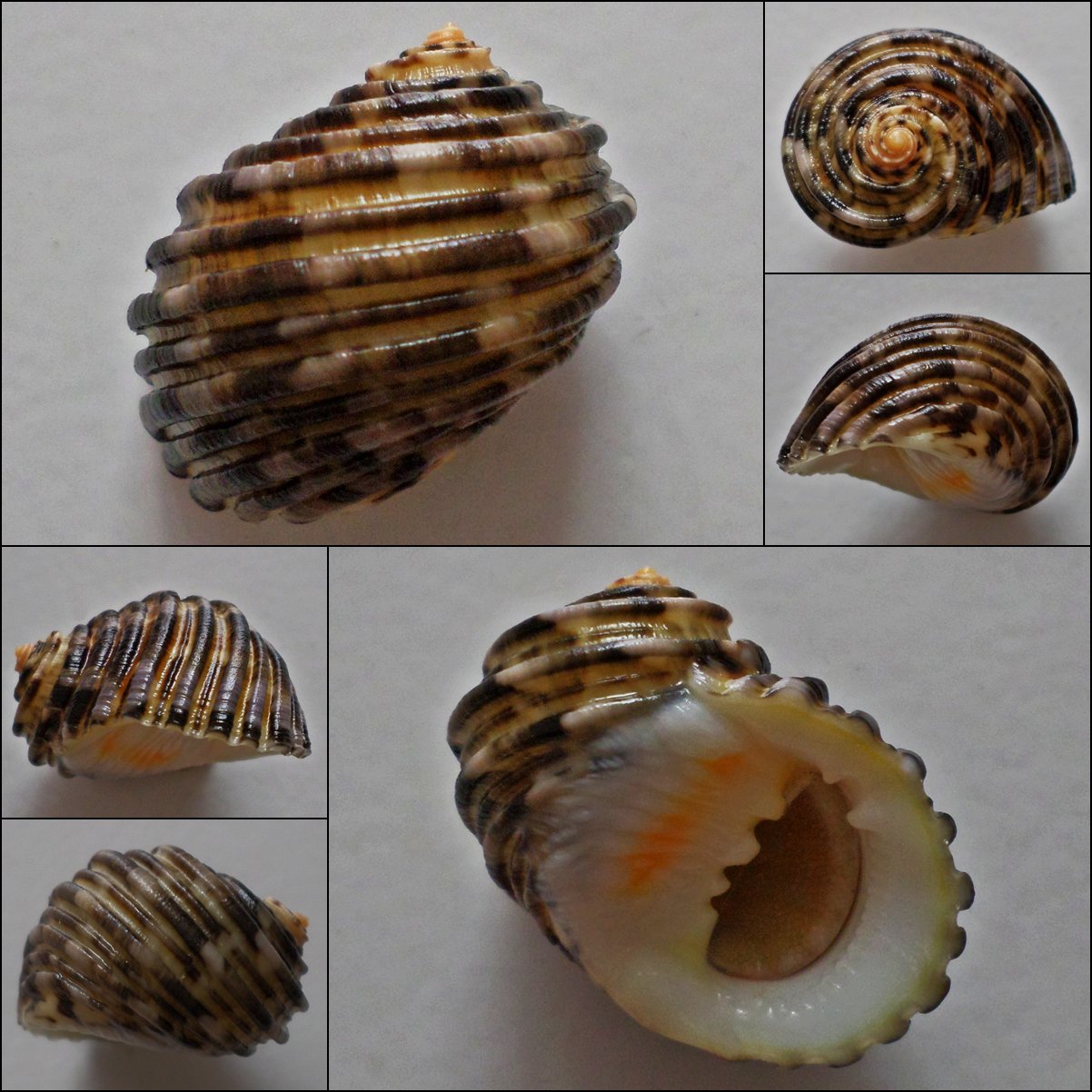 ACA18 - Nerita grossa 29.91mm