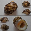 ACA18 - Nerita grossa 29.91mm
