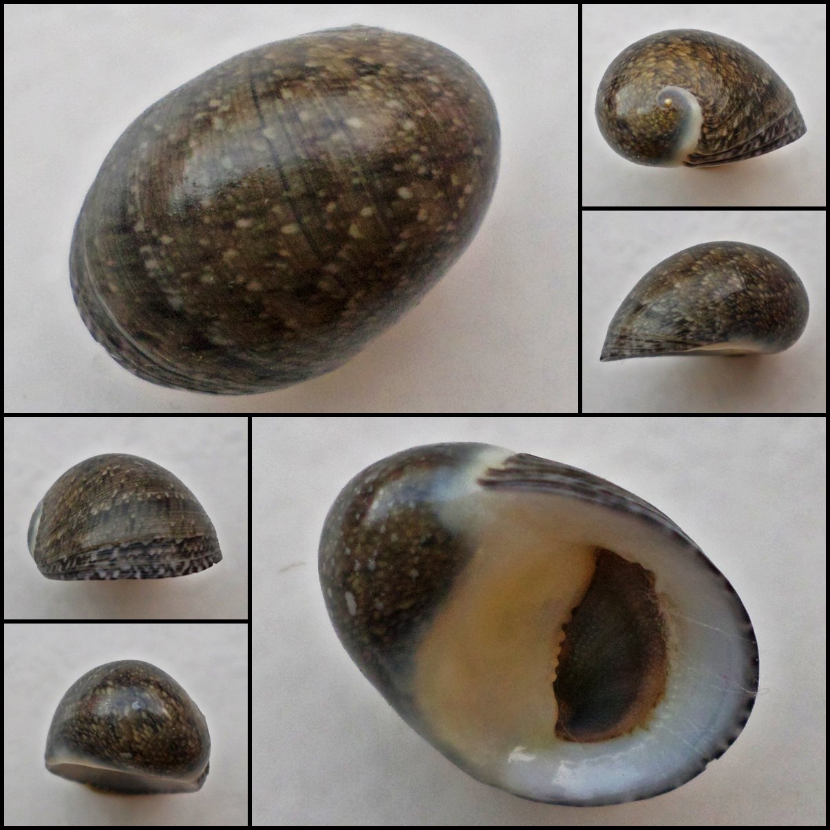 ABB15 - Nerita incerta 18.36mm