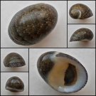 ABB15 - Nerita incerta 18.36mm