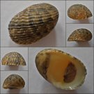 ACC23 - Nerita insculpta 22.26mm
