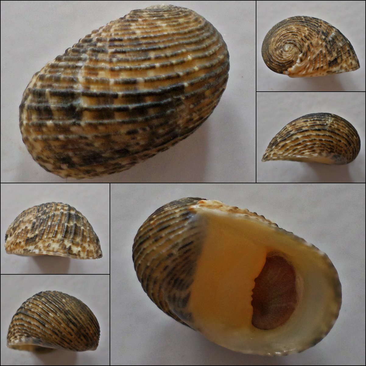 ACC24 - Nerita insculpta 21.34mm