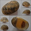 ACC24 - Nerita insculpta 21.34mm