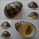 ACA02 - Nerita maxima 31.98mm