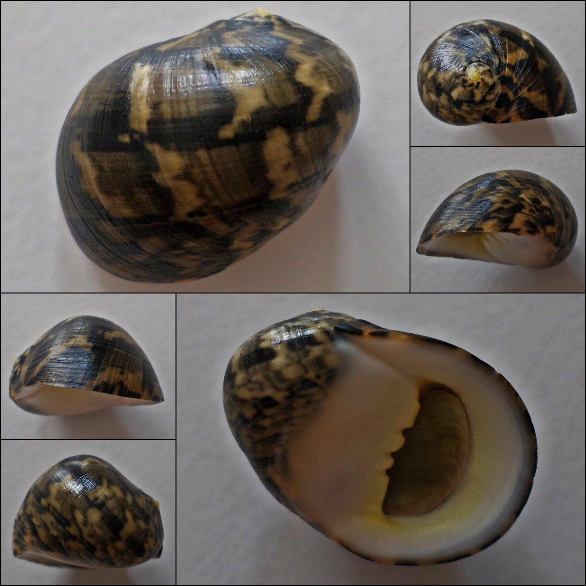 ACA04 - Nerita maxima 29.43mm