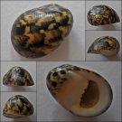 ACA05 - Nerita maxima 29.22mm